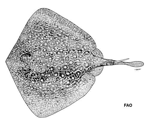 Image of Urolophus flavomosaicus Last & Gomon 1987