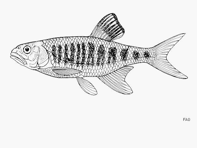 Image of Barred minnow