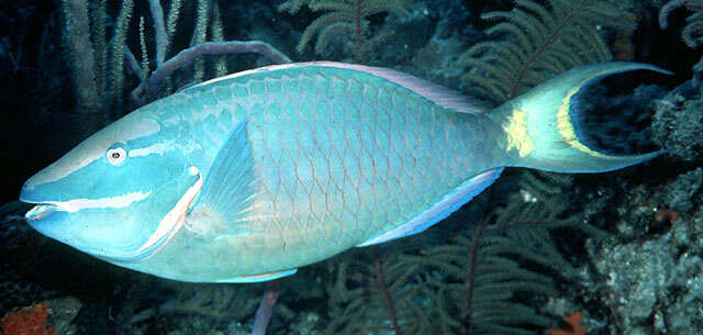 Image of Dark Green Parrotfish
