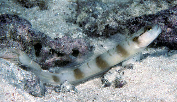 Image of Masked shrimpgoby