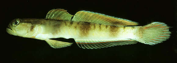 Image of Masked shrimpgoby