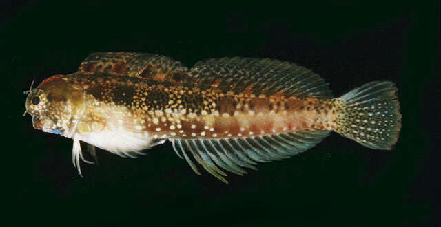 Image of Blue-spot Blenny