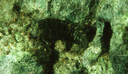 Image of Blue-spot Blenny