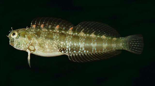 Image of Blue-spot Blenny