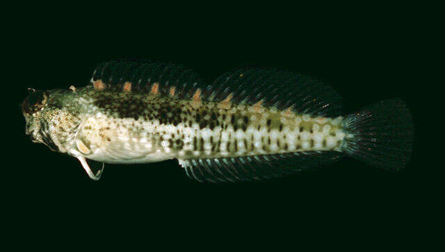 Image of Blue-spot Blenny