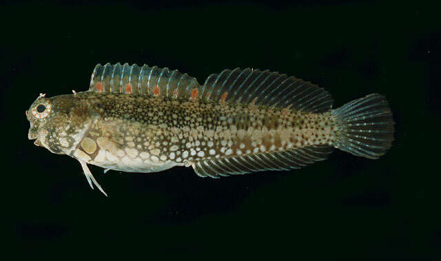 Image of Blue-spot Blenny