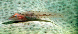 صورة Pleurosicya elongata Larson 1990