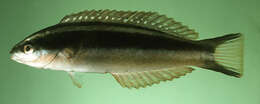 Image of Torpedo wrasse