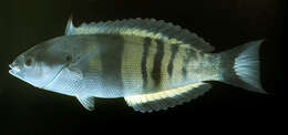 Image of Torpedo wrasse