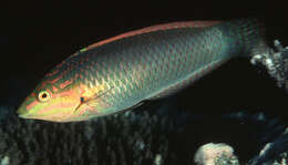 Image of Green wrasse