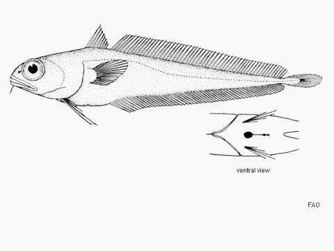 Image of Physiculus