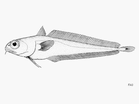 Image of Physiculus