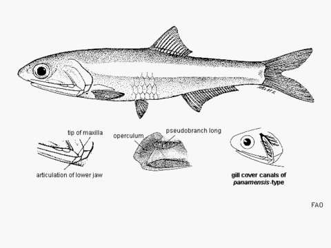 Image de Anchois bécard