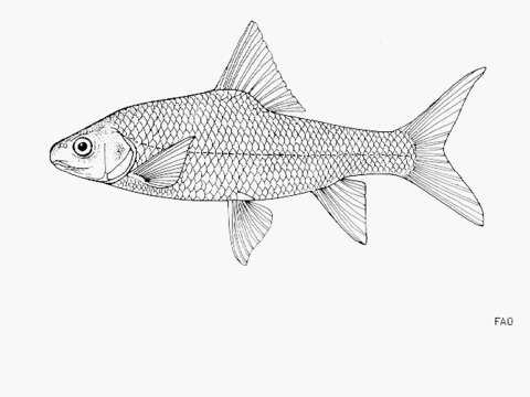 Labeobarbus leleupanus (Matthes 1959) resmi