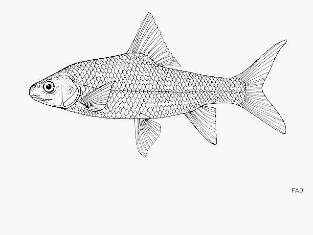 Labeobarbus leleupanus (Matthes 1959) resmi