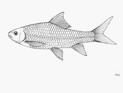 Labeobarbus platystomus (Pappenheim 1914) resmi