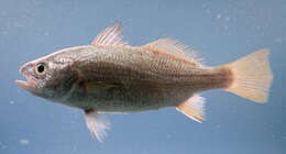 Image of Striped croakers