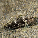 Image of Occasional-shrimp goby