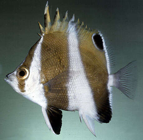 Image of Brown-banded butterflyfish
