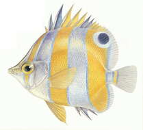 Image of Brown-banded butterflyfish