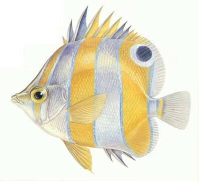 Image of Brown-banded butterflyfish