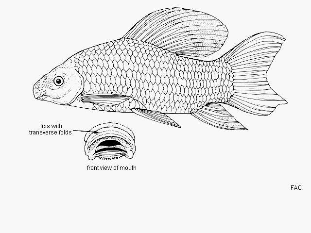 Image of Labeo longipinnis Boulenger 1898