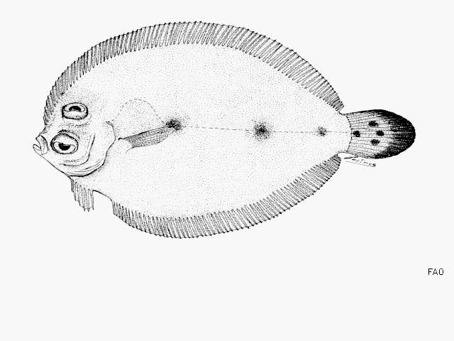 Image of Blue flounder