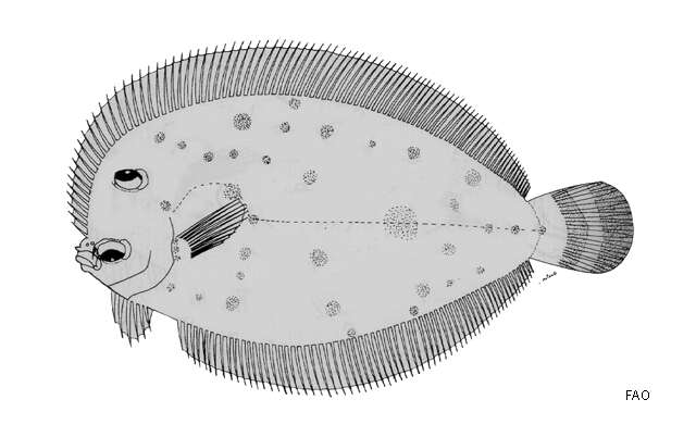 Image of Blue flounder