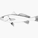 Image of Acoupa weakfish