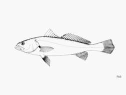 Image of Acoupa Weakfish