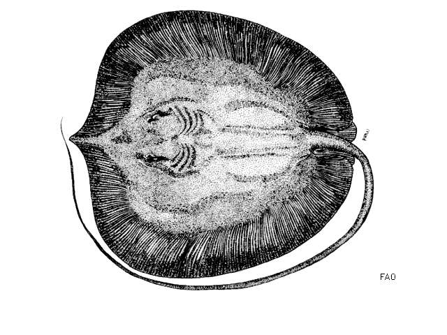 Image of Urogymnus
