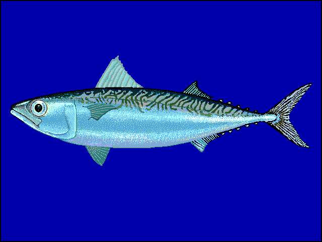 Image of Pacific Chub Mackerel