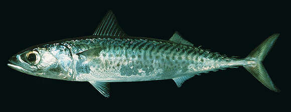 Image of Pacific Chub Mackerel