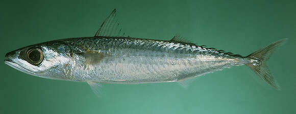 Image of Pacific Chub Mackerel