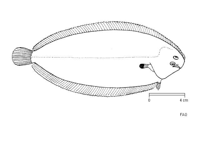 Image of Egyptian sole