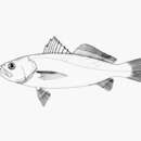 Image of Jamaica weakfish