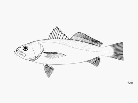 Image of Jamaica weakfish