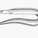 Image of Indian pike conger