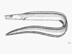 Image of Indian pike conger