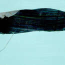 Image of Longfin dragonfish