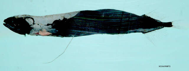 Image of Longfin dragonfish