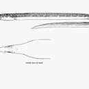 Image of Finny sand-eel