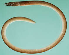 Image of Finny sand-eel