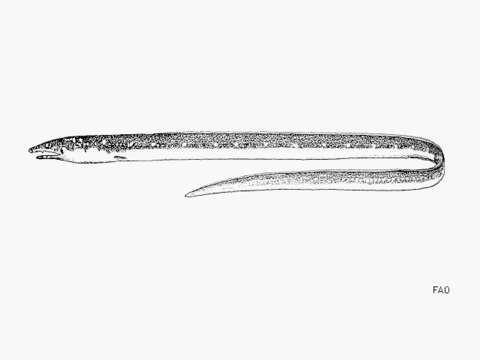 Image of Finny sand-eel