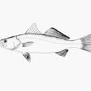 Image of Smooth weakfish