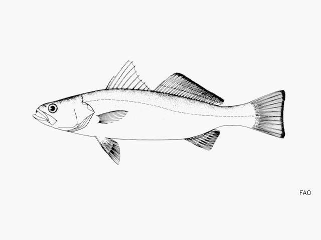 Image of Smooth weakfish