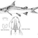 Image of Broadbent&#39;s catfish