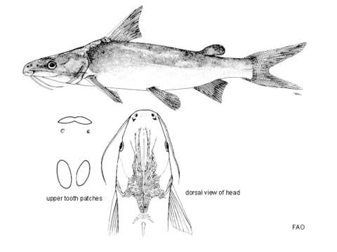 Image of Broadbent&#39;s catfish