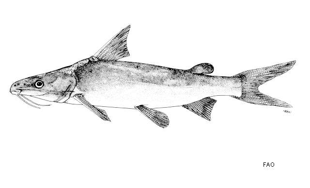 Image of Broadbent&#39;s catfish