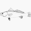 Image of Smallscale weakfish